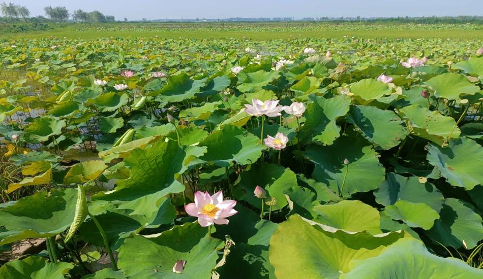 我司加入的合肥市肥东县十八联圩湿地修复工程二期工程即将完工