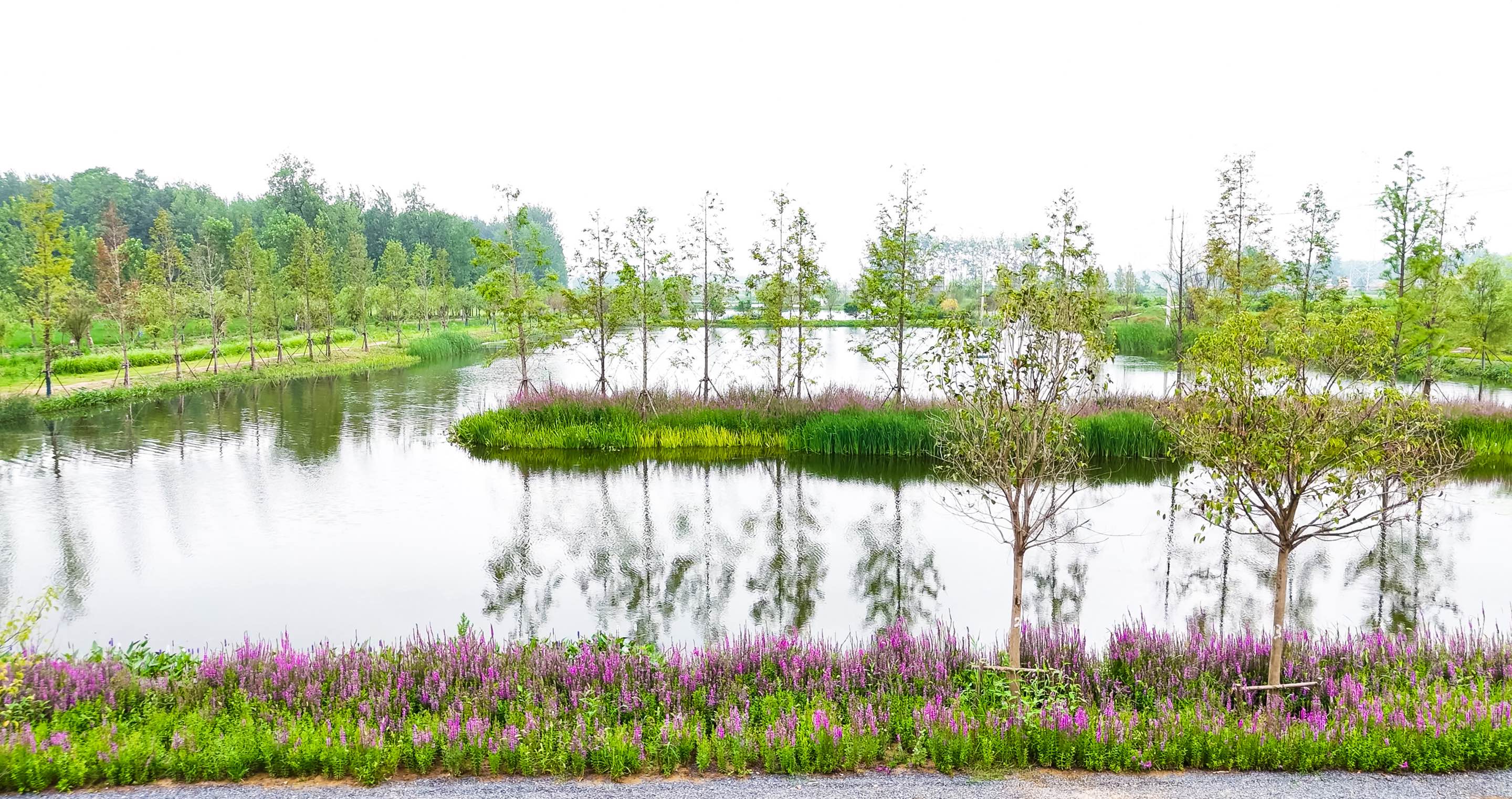宿迁市顺堤河水生态；；；；び胄薷垂こ萄槭站刍崴乘煺倏